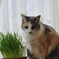 猫草大好き