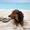 海岸暇犬