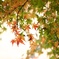 奈良公園  紅葉