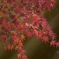 奈良公園  紅葉