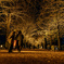 Autumn night walk 2