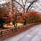 紅葉の参道