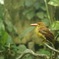 Halcyon coromanda