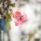 雪薔薇