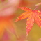 赤い紅葉
