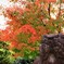 狛犬と紅葉がお出迎え