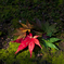 Autumun color`s 2020 Kyoto