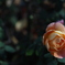 花　その161
