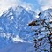 白馬鑓ヶ岳