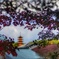 遠目に眺める五重塔