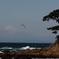 富士山と松とトビ