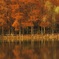 紅葉する水辺 01