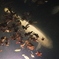 紅葉と金魚