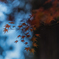 佛通寺の紅葉