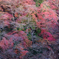 残紅葉②