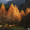 紅葉したセコイア