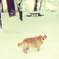 雪の犬