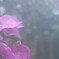 朝霧の中で
