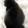 黒猫