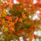 紅葉①