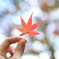 autumn leaves