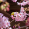 河津桜とメジロ