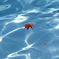 秋 水 紋