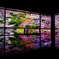 Autumun color`s Kyoto2020 瑠璃光院
