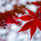 紅葉、見頃です