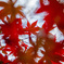 紅葉、見頃