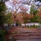 京都  浄住寺  紅葉