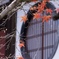 京都  浄住寺  紅葉