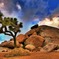 Joshua Tree National Park 