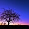 sunset tree