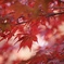 京都  長岡天満宮  紅葉