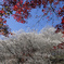 モミジと四季桜