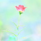 ふわり