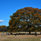 公園の秋4