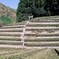 茶畑参道