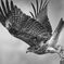 鳶立ち　B＆W