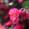 山茶花