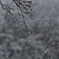 雪の日の2011