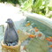 ペンギンて金魚たべるのかな