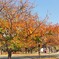 桜の紅葉～江戸彼岸