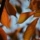 桜の紅葉～江戸