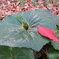 紅一点