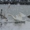 2011-01-21 08-36-27 
