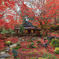 ザ・紅葉