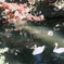 水辺の鳥