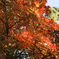 綺麗な紅葉